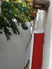 Campylorhynchus brunneicapillus