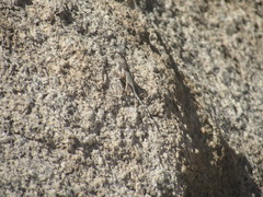 Cophosaurus texanus scitulus