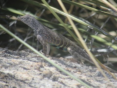Cophosaurus texanus scitulus