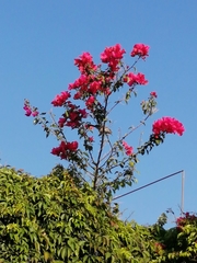 Campylorhynchus brunneicapillus