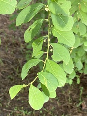 Phyllantheae