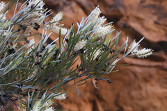 Grevillea pyramidalis