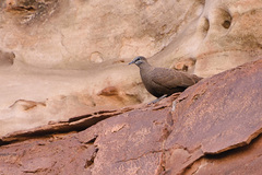 Petrophassa albipennis