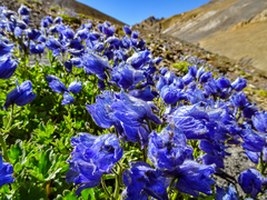 Delphinium brunonianum