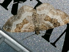 Epirrhoe rivata