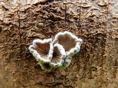 Schizophyllum commune