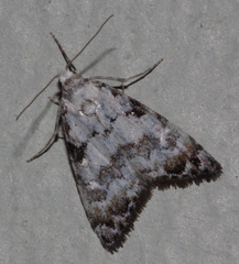 Nola semograpta