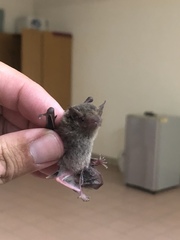 Pipistrellus abramus