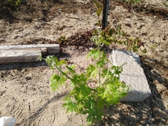 Cnidoscolus maculatus