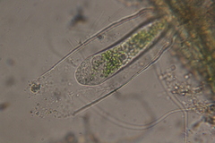 Vaginicolidae