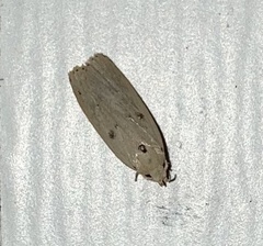 Scythropiodes issikii