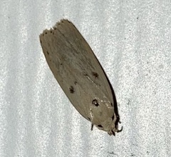 Scythropiodes issikii