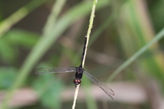 Erythemis plebeja