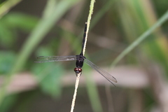 Erythemis plebeja