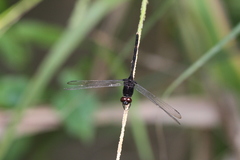 Erythemis plebeja