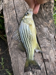 Morone mississippiensis