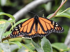 Danaus plexippus