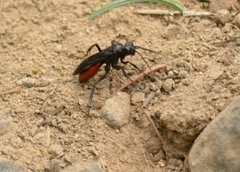 Priocnemis oregona