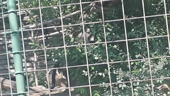 Cercopithecus neglectus
