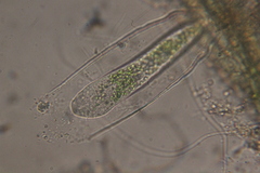 Vaginicolidae