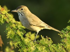 Grey-Bellied Shrike-Tyrant photo 3