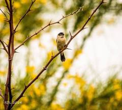 Sporophila morelleti