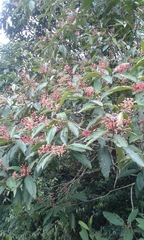 Miconia trinervia