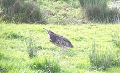 Botaurus poiciloptilus