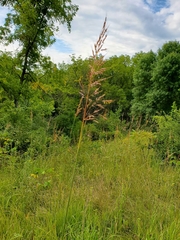 Sorghastrum