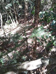 Araucaria cunninghamii