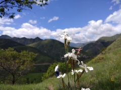 Dianthus cretaceus