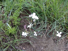 Dianthus cretaceus