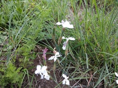 Dianthus cretaceus