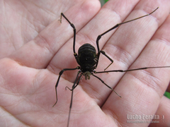 Geraeocormobius sylvarum