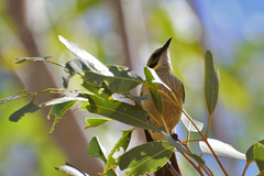 Ptilotula plumula