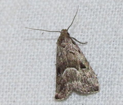 Hypenodes caducus