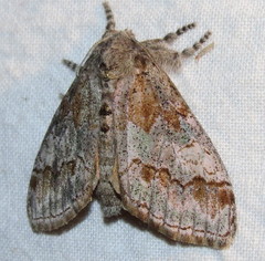 Dasychira dorsipennata