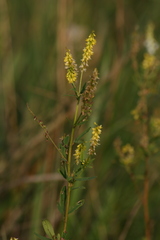 Melilotus dentatus