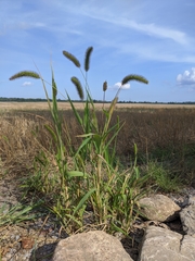 Setaria viridis major