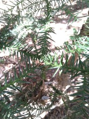 Araucaria cunninghamii