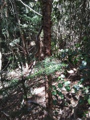 Araucaria cunninghamii