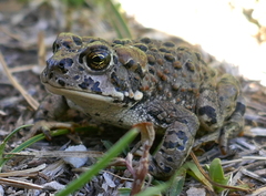 Anaxyrus canorus