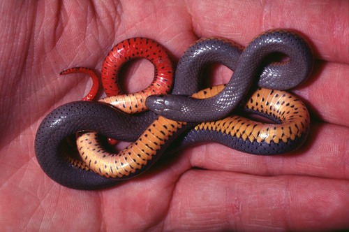 Regal Ringneck Snake photographed in Idaho