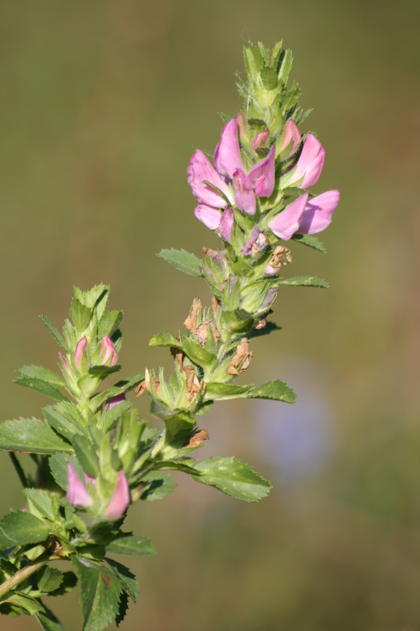 Ononis arvensis