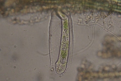 Vaginicolidae