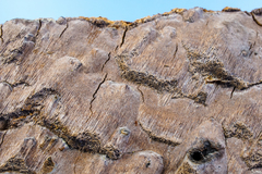 Inonotus glomeratus