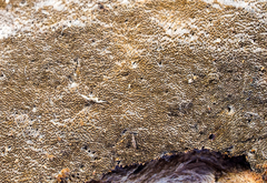 Inonotus glomeratus
