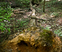 Inonotus glomeratus