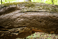 Inonotus glomeratus
