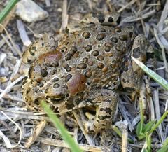 Anaxyrus canorus